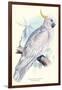 Greater Sulpher-Crested Cuckatoo - Cacatua Galerita-Edward Lear-Framed Art Print