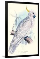 Greater Sulpher-Crested Cuckatoo - Cacatua Galerita-Edward Lear-Framed Art Print