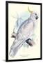 Greater Sulpher-Crested Cuckatoo - Cacatua Galerita-Edward Lear-Framed Art Print