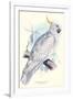 Greater Sulpher-Crested Cuckatoo - Cacatua Galerita-Edward Lear-Framed Art Print