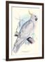 Greater Sulpher-Crested Cuckatoo - Cacatua Galerita-Edward Lear-Framed Art Print