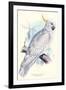 Greater Sulpher-Crested Cuckatoo - Cacatua Galerita-Edward Lear-Framed Art Print