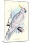 Greater Sulpher-Crested Cuckatoo - Cacatua Galerita-Edward Lear-Mounted Art Print