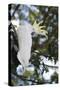Greater Sulphur-Crested Cockatoo (Cacatua Galerita), Queensland, Australia, Pacific-Louise Murray-Stretched Canvas
