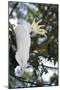 Greater Sulphur-Crested Cockatoo (Cacatua Galerita), Queensland, Australia, Pacific-Louise Murray-Mounted Photographic Print