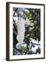 Greater Sulphur-Crested Cockatoo (Cacatua Galerita), Queensland, Australia, Pacific-Louise Murray-Framed Photographic Print