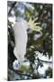 Greater Sulphur-Crested Cockatoo (Cacatua Galerita), Queensland, Australia, Pacific-Louise Murray-Mounted Photographic Print