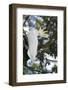 Greater Sulphur-Crested Cockatoo (Cacatua Galerita), Queensland, Australia, Pacific-Louise Murray-Framed Photographic Print