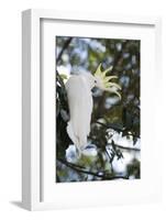 Greater Sulphur-Crested Cockatoo (Cacatua Galerita), Queensland, Australia, Pacific-Louise Murray-Framed Photographic Print