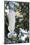 Greater Sulphur-Crested Cockatoo (Cacatua Galerita), Queensland, Australia, Pacific-Louise Murray-Mounted Photographic Print