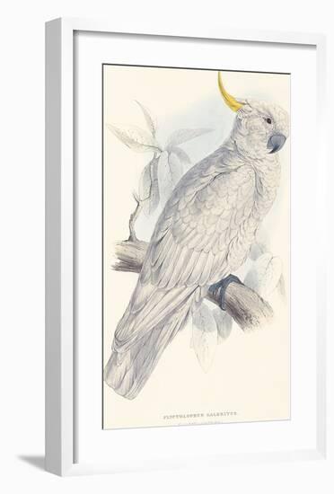 Greater Sulphur-Crested Cockatoo-Edward Lear-Framed Premium Giclee Print