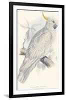 Greater Sulphur-Crested Cockatoo-Edward Lear-Framed Giclee Print