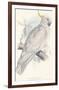 Greater Sulphur-Crested Cockatoo-Edward Lear-Framed Giclee Print