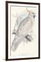 Greater Sulphur-Crested Cockatoo-Edward Lear-Framed Giclee Print