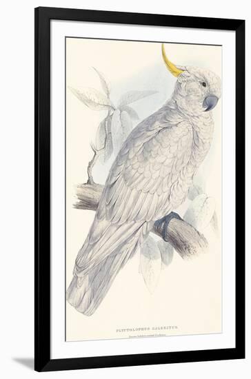 Greater Sulphur-Crested Cockatoo-Edward Lear-Framed Giclee Print