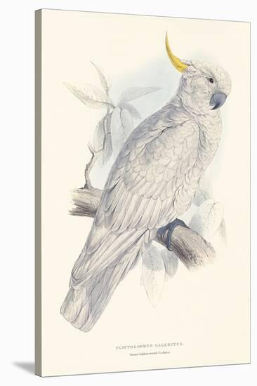 Greater Sulphur-Crested Cockatoo-Edward Lear-Stretched Canvas