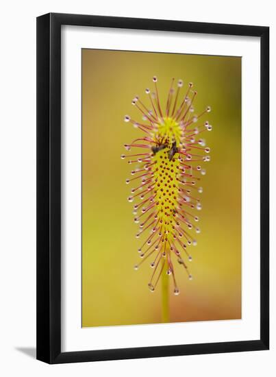 Greater Sundew (Drosera Anglica) Close-Up, Flow Country, Sutherland, Highlands, Scotland, UK-Mark Hamblin-Framed Photographic Print