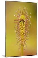 Greater Sundew (Drosera Anglica) Close-Up, Flow Country, Sutherland, Highlands, Scotland, UK-Mark Hamblin-Mounted Photographic Print