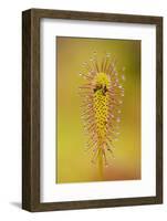 Greater Sundew (Drosera Anglica) Close-Up, Flow Country, Sutherland, Highlands, Scotland, UK-Mark Hamblin-Framed Photographic Print