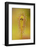 Greater Sundew (Drosera Anglica) Close-Up, Flow Country, Sutherland, Highlands, Scotland, UK-Mark Hamblin-Framed Photographic Print