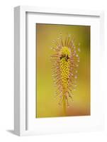 Greater Sundew (Drosera Anglica) Close-Up, Flow Country, Sutherland, Highlands, Scotland, UK-Mark Hamblin-Framed Photographic Print