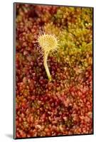 Greater Sundew (Drosera Anglica) Growing in Moss, Flow Country, Sutherland, Highlands, Scotland-Mark Hamblin-Mounted Photographic Print