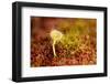 Greater Sundew (Drosera Anglica) Growing in Sphagnum Moss, Flow Country, Sutherland, Scotland, UK-Mark Hamblin-Framed Photographic Print