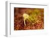 Greater Sundew (Drosera Anglica) Growing in Sphagnum Moss, Flow Country, Sutherland, Scotland, UK-Mark Hamblin-Framed Photographic Print