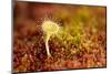 Greater Sundew (Drosera Anglica) Growing in Sphagnum Moss, Flow Country, Sutherland, Scotland, UK-Mark Hamblin-Mounted Photographic Print