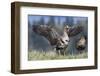 Greater White-Fronted Goose-Ken Archer-Framed Photographic Print