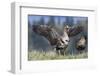 Greater White-Fronted Goose-Ken Archer-Framed Photographic Print