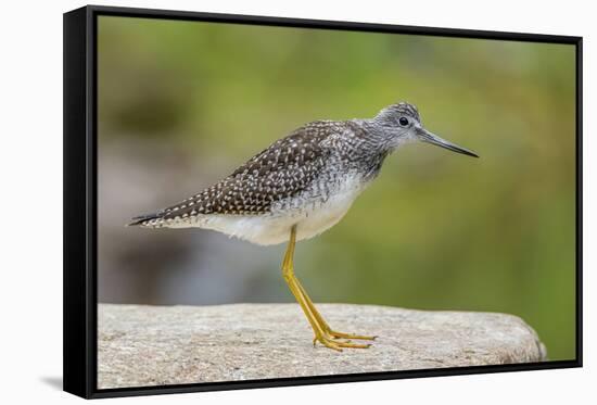 Greater yellowlegs standing on rock, Acadia NP, Maine, USA-George Sanker-Framed Stretched Canvas