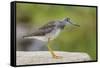 Greater yellowlegs standing on rock, Acadia NP, Maine, USA-George Sanker-Framed Stretched Canvas