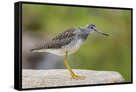 Greater yellowlegs standing on rock, Acadia NP, Maine, USA-George Sanker-Framed Stretched Canvas