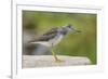 Greater yellowlegs standing on rock, Acadia NP, Maine, USA-George Sanker-Framed Photographic Print