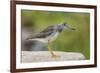 Greater yellowlegs standing on rock, Acadia NP, Maine, USA-George Sanker-Framed Photographic Print