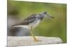 Greater yellowlegs standing on rock, Acadia NP, Maine, USA-George Sanker-Mounted Photographic Print