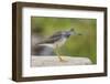 Greater yellowlegs standing on rock, Acadia NP, Maine, USA-George Sanker-Framed Photographic Print