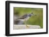 Greater yellowlegs standing on rock, Acadia NP, Maine, USA-George Sanker-Framed Photographic Print