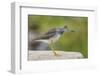 Greater yellowlegs standing on rock, Acadia NP, Maine, USA-George Sanker-Framed Photographic Print