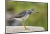 Greater yellowlegs standing on rock, Acadia NP, Maine, USA-George Sanker-Mounted Photographic Print