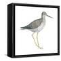 Greater Yellowlegs (Tringa Melanoleuca), Birds-Encyclopaedia Britannica-Framed Stretched Canvas