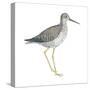 Greater Yellowlegs (Tringa Melanoleuca), Birds-Encyclopaedia Britannica-Stretched Canvas