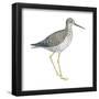 Greater Yellowlegs (Tringa Melanoleuca), Birds-Encyclopaedia Britannica-Framed Poster