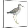 Greater Yellowlegs (Tringa Melanoleuca), Birds-Encyclopaedia Britannica-Mounted Poster