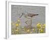 Greater Yellowlegs (Tringa Melanoleuca), San Jacinto Wildlife Area, California, USA-null-Framed Photographic Print