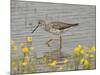 Greater Yellowlegs (Tringa Melanoleuca), San Jacinto Wildlife Area, California, USA-null-Mounted Photographic Print