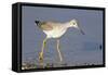 Greater Yellowlegs-Hal Beral-Framed Stretched Canvas