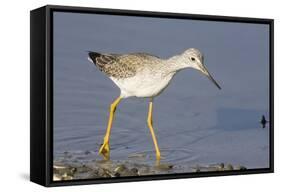 Greater Yellowlegs-Hal Beral-Framed Stretched Canvas