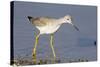 Greater Yellowlegs-Hal Beral-Stretched Canvas